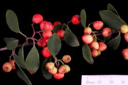 Cotoneaster hebephyllus: Fruit.
 Image: D. Glenny © Landcare Research 2017 CC BY 3.0 NZ